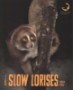 Slow_lorises