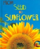 From_seed_to_sunflower