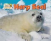 Harp_seal
