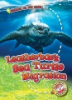 Leatherback_sea_turtle_migration