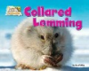 Collared_lemming