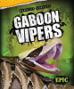 Gaboon_Vipers