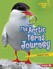 The_Arctic_Tern_s_Journey