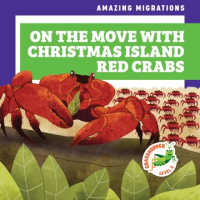 On_the_move_with_Christmas_Island_red_crabs